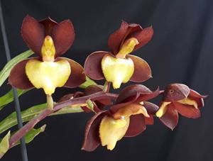 Catasetum tenebrosum