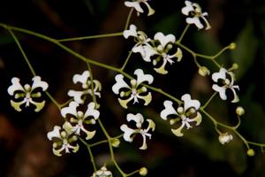 Cryptopus paniculatus