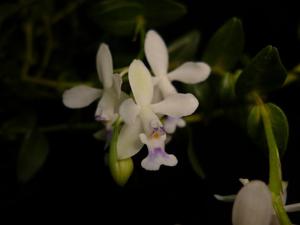 Epidendrum endresii