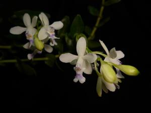 Epidendrum endresii
