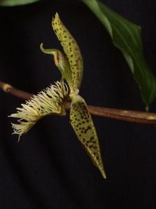 Catasetum barbatum