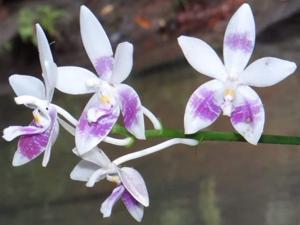 Phalaenopsis tetraspis f. speciosa