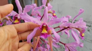Laelia superbiens