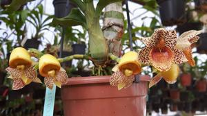 Catasetum denticulatum