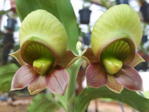 Catasetum vinaceum