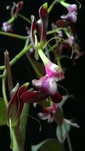 Epidendrum melanoporphyreum