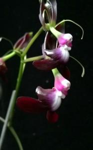 Epidendrum melanoporphyreum