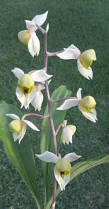 Catasetum matogrossense