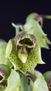 Catasetum sanguineum