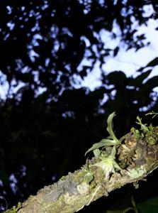 Eurystyles cotyledon