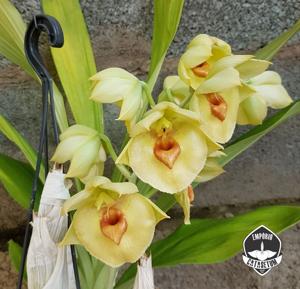 Catasetum expansum