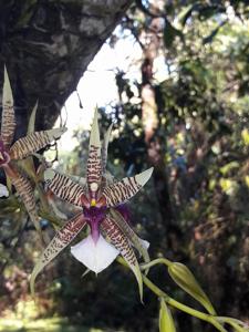 Oncidium hastilabium