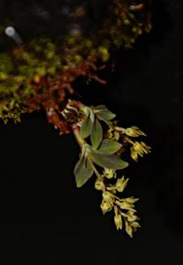 Dendrobium eserre