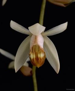 Coelogyne velutina