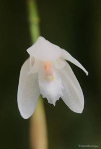 Coelogyne bilamellata