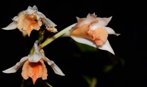 Dendrobium chapaense