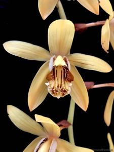 Coelogyne tomentosa