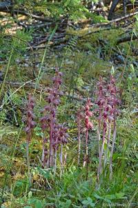 Corallorhiza striata