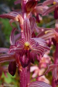 Corallorhiza striata