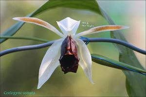Coelogyne usitana