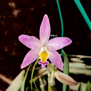 Cattleya longipes