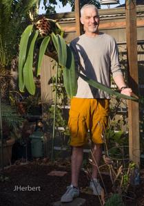 Bulbophyllum phalaenopsis