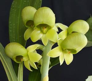 Catasetum matogrossense