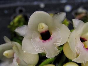 Coeliopsis hyacinthosma