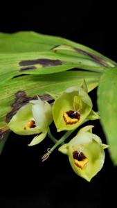 Catasetum expansum