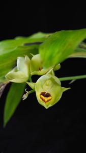 Catasetum expansum