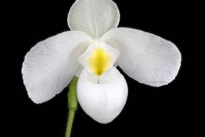 Paphiopedilum delenatii f. albinum