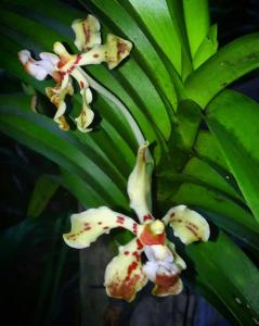 Vanda hastifera