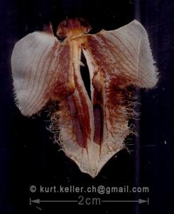 Coelogyne fimbriata var. fimbriata