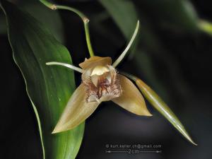 Coelogyne fimbriata var. fimbriata