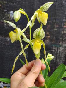Paphiopedilum philippinense f. album