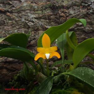Bulbophyllum claptonense