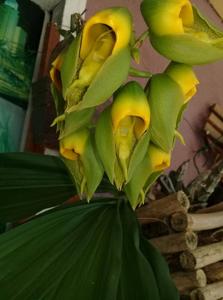 Catasetum macrocarpum
