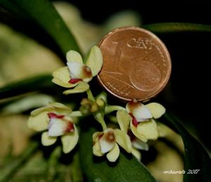 Tuberolabium quisumbingii