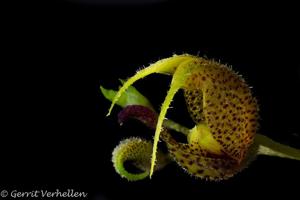 Scaphosepalum beluosum