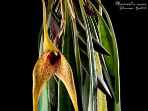 Masdevallia caesia