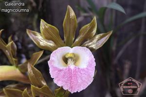Galeandra magnicolumna