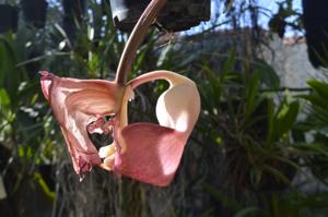 Coryanthes leucocorys
