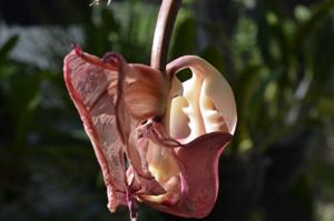 Coryanthes leucocorys