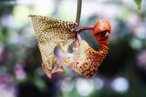 Coryanthes macrantha