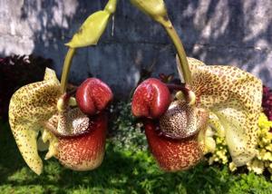 Coryanthes macrantha