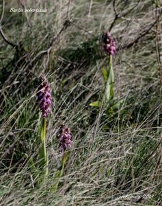 Himantoglossum robertianum
