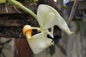 Coryanthes vasquezii