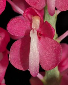 Dyakia hendersoniana