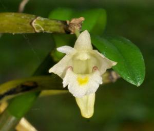 Dendrobium pachyphyllum