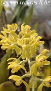 Gomesa recurva
